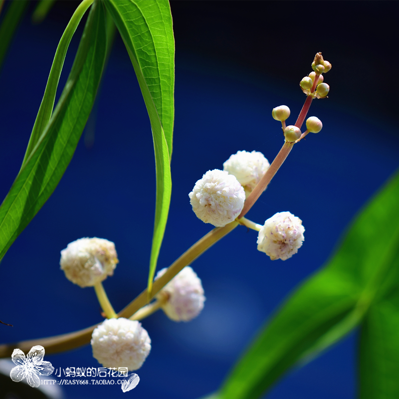 重瓣慈菇 重瓣茨菇 挺水植物 水生植物 Sagittaria japonica在类目 鲜花速递/花卉仿真/绿植园艺, 花卉/绿植盆栽(新), 绿植中 - 来自Buy2taobao.com提供专业的淘宝代购服务