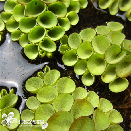 肚兜萍水草浮萍 净化水质 吸收鱼缸氨氮 水生植物满28包邮在类目 宠物/宠物食品及用品, 水族世界, 鱼缸等水族设备, 水草中 - 来自Buy2taobao.com提供专业的淘宝代购服务
