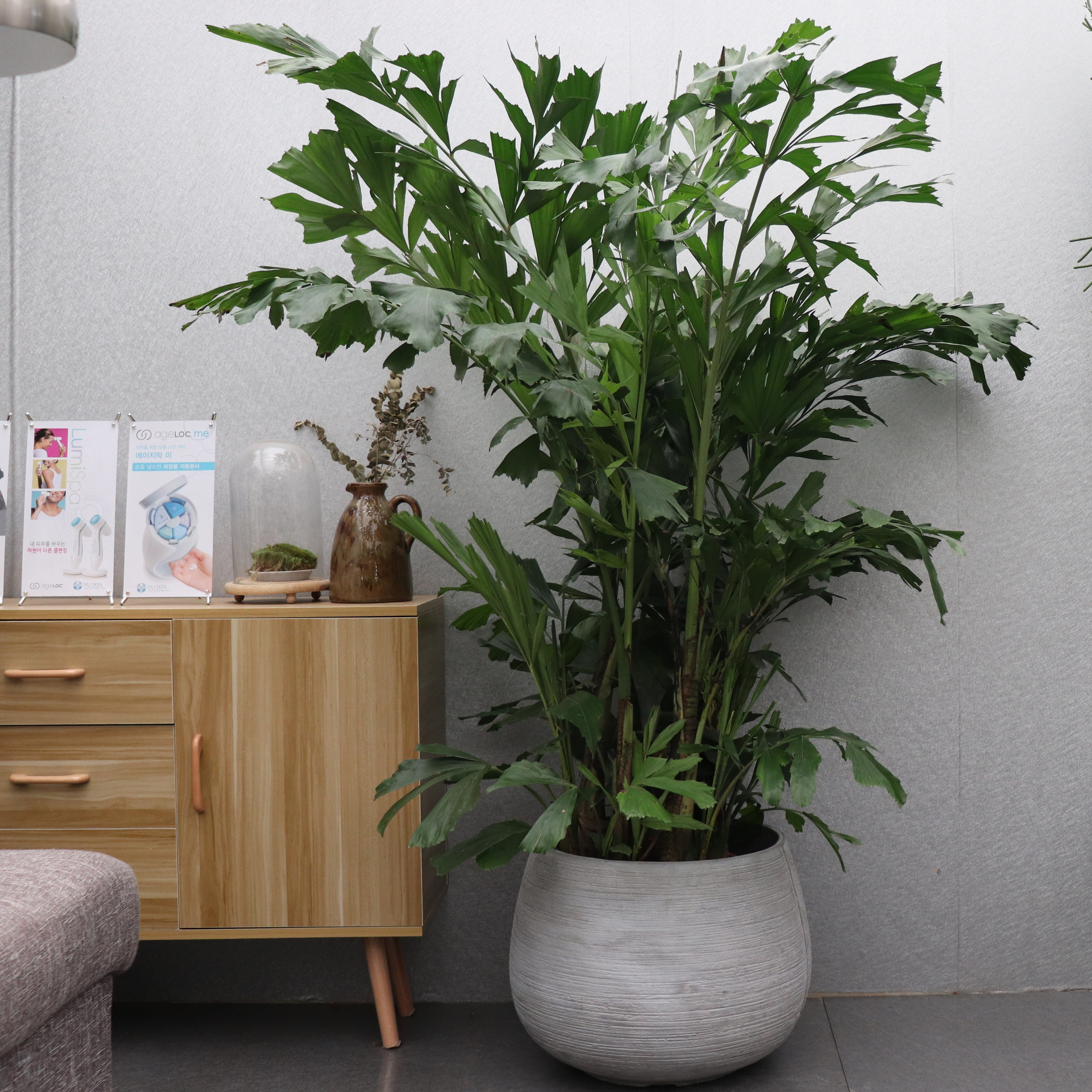 Long Xin flowers and plants Northern Europe to ground Botany Green plant Hawaii San Weikui Fishtail bonsai Potted plant indoor decoratein the Flower delivery/Flowers simulation/Plants gardening , Flowers/Potted plants (New) , Large plants/Potted finished composition category - from Buy2taobao.com to provide professional Taobao agent buy service