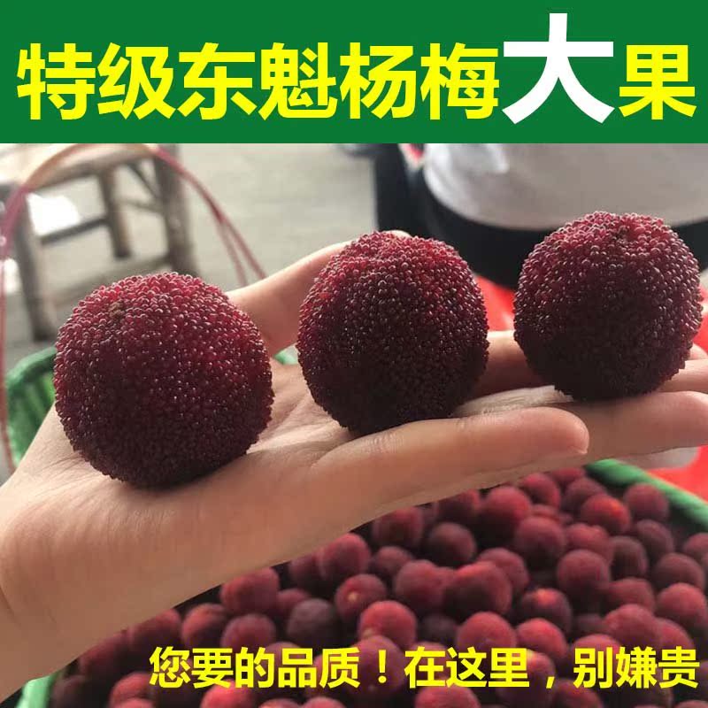 Bayberry fresh Orthodox school divine abode Dongkui Season pregnant woman Fruit 6 Gift box Approachingin the Aquatic meat/Fresh fruits and vegetables/Cooked , Fresh fruit , Other category - from Buy2taobao.com to provide professional Taobao agent buy service