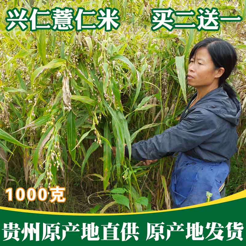 new goods Guizhou Xingren Farm specialty Small barley new goods Barley rice 1000 Yiyiren Healthy Coarse grainsin the Agri rice/Dried foods/Condiment , Meter/Flour/Grains , Rice , Barley category - from Buy2taobao.com to provide professional Taobao agent buy service