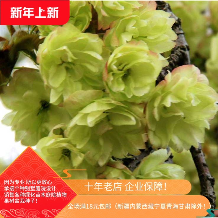 gardens Green seedlings courtyard Botany grafting cherry blossoms Sapling Japan Safflower Cherry seedlings Turmeric cherry blossoms Treesin the Flower delivery/Flowers simulation/Plants gardening , Garden Plants/Trees/Fruit tree, Trees/Arbor category - from Buy2taobao.com to provide professional Taobao agent buy service