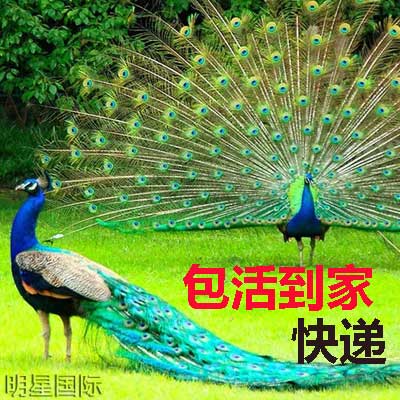 蓝孔雀 种孔雀活体 孔雀宠物鸟活体大型观赏鸟【全国包活发货】在类目 宠物/宠物食品及用品, 鸟类及用品, 鸟中 - 来自Buy2taobao.com提供专业的淘宝代购服务