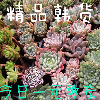 undefined1 Seckill Mountain Rose Bear Boy Rouleaux Succulent plants Potted plant 9.9 elementundefinedin the Flower delivery/Flowers simulation/Plants gardening , Flowers/Potted plants (New) , Succulents category - from Buy2taobao.com to provide professional Taobao agent buy service