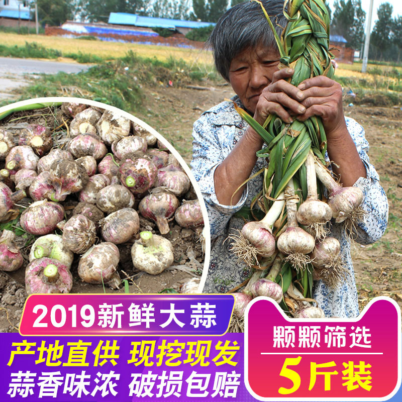 2019新鲜大蒜头湿蒜5斤山东农家自种新鲜紫皮调味蒜头非干独头蒜在类目 水产肉类/新鲜蔬果/熟食, 新鲜蔬菜/蔬菜制品, 大蒜中 - 来自Buy2taobao.com提供专业的淘宝代购服务