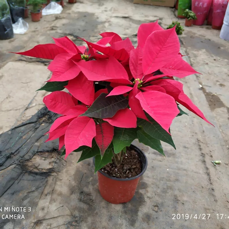 一品红圣诞花盆栽红色植物阳台庭院大红|msdalam kategori penghantaran bunga/bunga simulasi/tumbuhan berkebun, bunga/Tumbuh-tumbuhan tumbuh-tumbuhan pasu (baru), bunga - dari Buy2taobao.com untuk memberikan perkhidmatan ejen Taobao profesional membeli