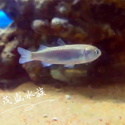 Marine native fish Barracuda fry small-scale Seawater Biota Fish Sea water feed fish Live ornamental fishin the Pet/Pet food and supplies , Aqua World , Fish category - from Buy2taobao.com to provide professional Taobao agent buy service