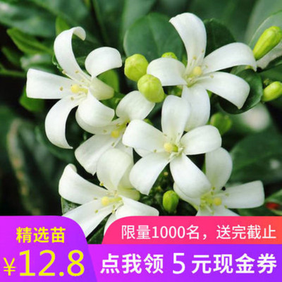 九里香盆栽花苗办公室内外浓香绿植阳台花园花卉驱虫植物四季常青