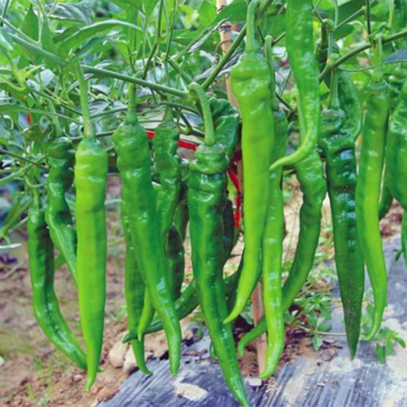 云南新鲜蔬菜 青辣椒 农家新鲜青辣椒尖椒微辣净重3斤【两份减5】|ruв категории водной мясо/свежие фрукты и овощи/еда, свежие овощи/овощной продукции, свежие овощи, другие - от Buy2taobao.com для оказания профессиональной услуги покупки агента Taobao