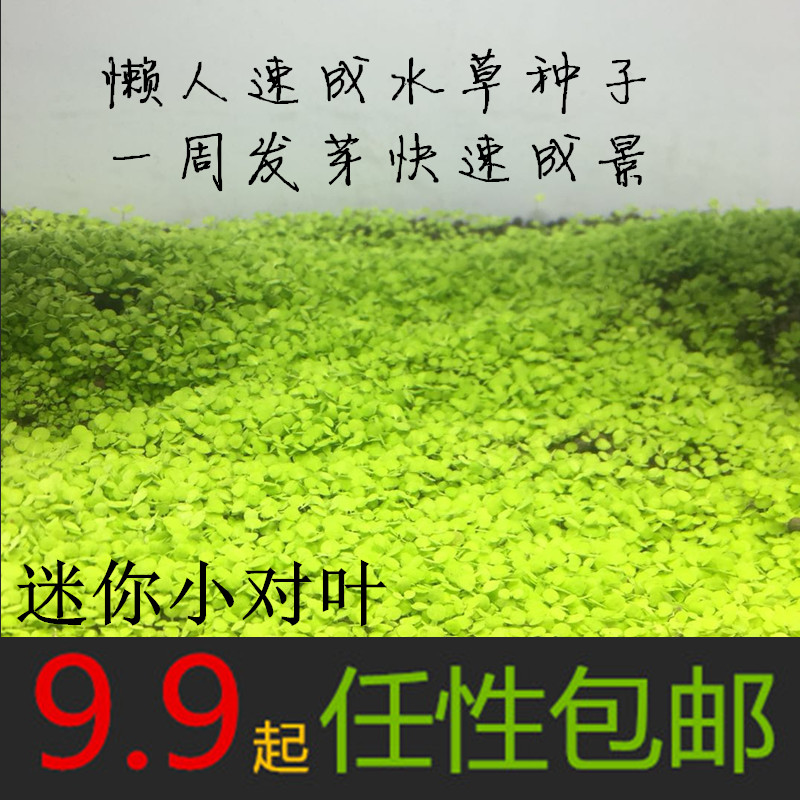迷你珍珠小对叶袖珍草籽发芽率高鱼缸造景水草籽包邮在类目 宠物/宠物食品及用品, 水族世界, 鱼缸等水族设备, 造景/装饰中 - 来自Buy2taobao.com提供专业的淘宝代购服务
