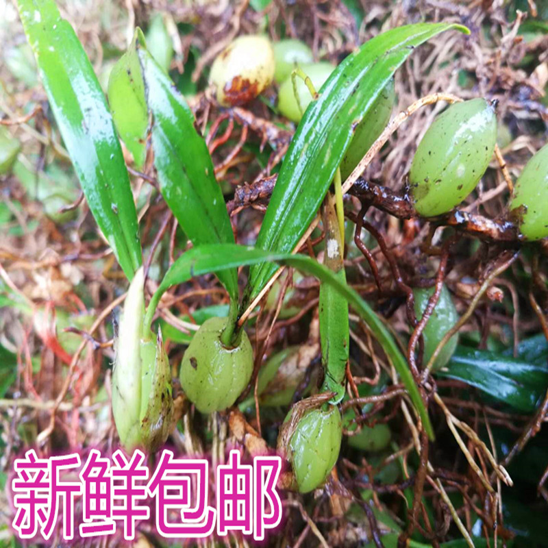 石橄榄新鲜包邮野生中草药石仙桃双叶岩珠石莲小吃店炖罐煲汤材料在类目 传统滋补营养品, 药食同源食品, 其他药食同源食品中 - 来自Buy2taobao.com提供专业的淘宝代购服务