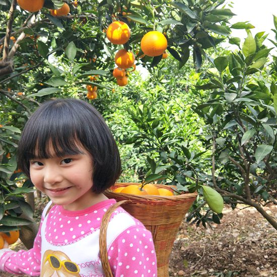 秭归伦晚脐橙橙子孕妇新鲜当季橙子榨汁脐橙10斤包邮非赣南桃叶橙|msdalam kategori daging perikanan/Buah-buahan segar dan sayur-sayuran/dimasak, buah-buahan segar, Orange - dari Buy2taobao.com untuk memberikan perkhidmatan ejen Taobao profesional membeli