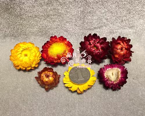 天然腊菊麦杆菊七彩菊云南昆明干花花头客厅装饰拍摄道具粘接花头|msdalam kategori penghantaran bunga/bunga simulasi/tumbuhan berkebun, bunga abadi/bunga kering, bunga kering - dari Buy2taobao.com untuk memberikan perkhidmatan ejen Taobao profesional membeli