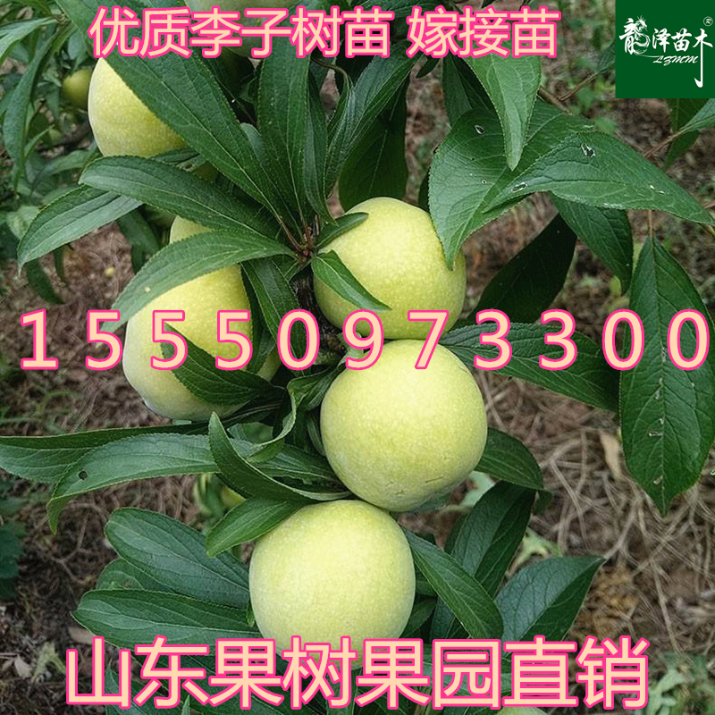 冰糖李 南北方種植新品種四川眉山嫁接脫骨脆冰糖甜李子果樹苗在類目 農用物資, 種子/種苗, 水果種子/種苗中 - 來自Buy2taobao.com提供專業的淘寶代購服務