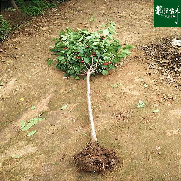地栽果树苗车厘子树苗盆栽大樱桃黑珍珠南方北方种植当年结果在类目 鲜花速递/花卉仿真/绿植园艺, 花园植物/行道树/果树, 果树中 - 来自Buy2taobao.com提供专业的淘宝代购服务