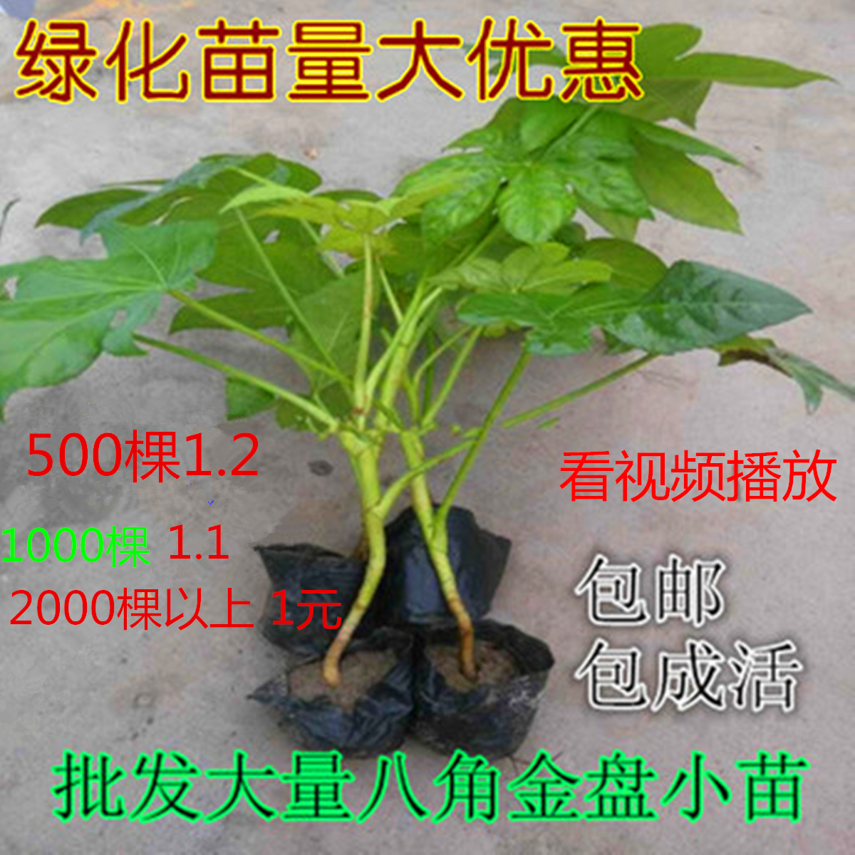 八角金盤苗庭院綠化苗 常青四季觀葉綠化樹苗 可盆栽大綠植花卉在類目 鮮花速遞/花卉仿真/綠植園藝, 花園植物/行道樹/果樹, 觀葉 /花灌木中 - 來自Buy2taobao.com提供專業的淘寶代購服務