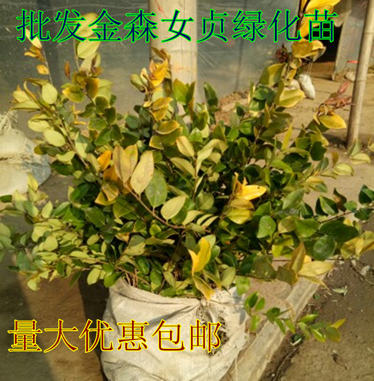 金森女贞绿化苗木金森女贞苗金森女贞树苗庭院绿篱绿化带四季常青在类目 鲜花速递/花卉仿真/绿植园艺, 花园植物/行道树/果树, 观叶 /花灌木中 - 来自Buy2taobao.com提供专业的淘宝代购服务
