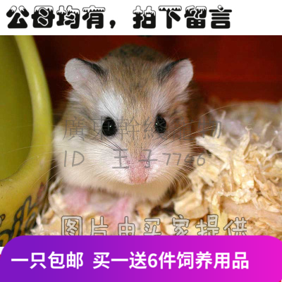 干线宠物仓鼠老公公 老公公宝宝 DD全国发货包活免包费|msdalam kategori haiwan peliharaan/makanan haiwan dan bekalan, hamsters kelas haiwan peliharaan dan lain-lain kecil, Hamsters - dari Buy2taobao.com untuk memberikan perkhidmatan ejen Taobao profesional membeli