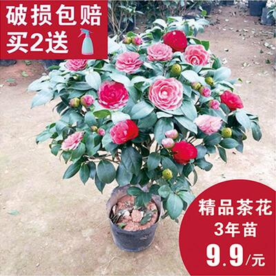 山茶花树苗盆栽带花苞花卉观花植物室内好养四季开花不断五色赤丹