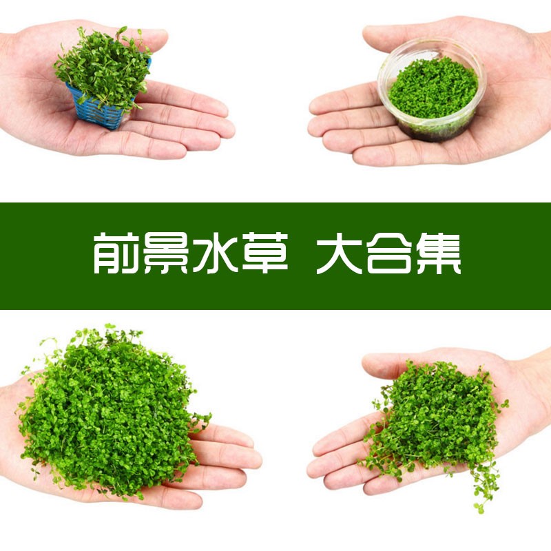 fish tank Landscaping Mini Dwarf pearl Climb to Pearl Niumao Pitchfork Antlers moss Prospects plantsin the Office Equipment/Consumables/Related Services , Packaging Equipment/Signs and supplies , Wrapped bags/Bags category - from Buy2taobao.com to provide professional Taobao agent buy service