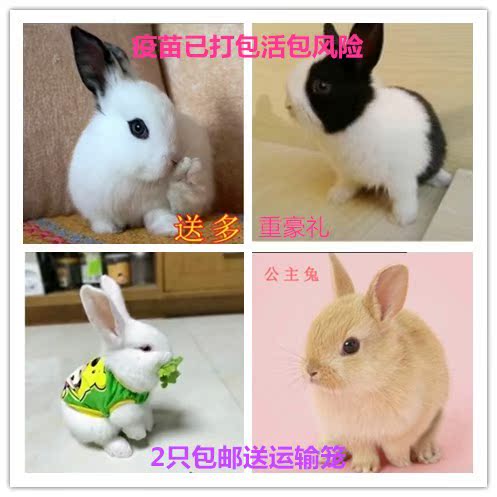 小兔子花兔大型肉兔小型兔子活物比利时野兔肉兔白兔宠物兔活体|msdalam kategori peralatan pejabat/Supplies/Perkhidmatan yang berkaitan, Packaging Equipment/Tanda-tanda dan bekalan, beg Parcel/beg - dari Buy2taobao.com untuk memberikan perkhidmatan ejen Taobao profesional membeli