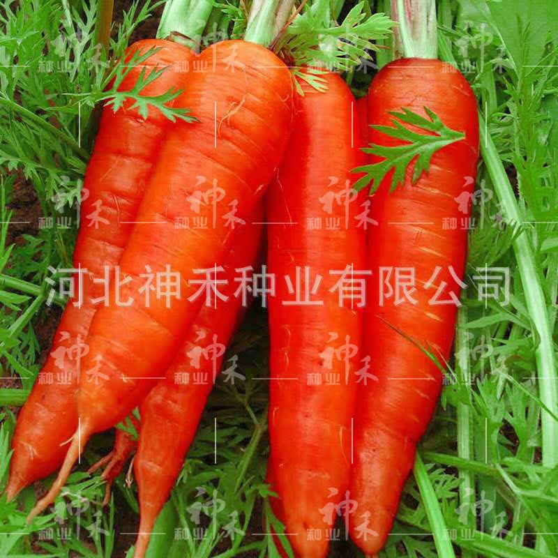基地種植 優質特選精品胡蘿蔔種子 新壹代改良三紅七寸參在類目 鮮花速遞/花卉仿真/綠植園藝, 花卉/蔬果/草坪種子(新), 家庭園藝種子中 - 來自Buy2taobao.com提供專業的淘寶代購服務