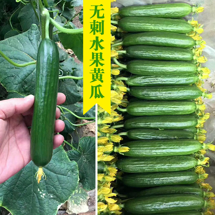 迷妳無刺水果黃瓜種籽進口小黃瓜種籽四季陽台春季菜種子蔬菜種孑在類目 鮮花速遞/花卉仿真/綠植園藝, 花卉/蔬果/草坪種子(新), 家庭園藝種子中 - 來自Buy2taobao.com提供專業的淘寶代購服務