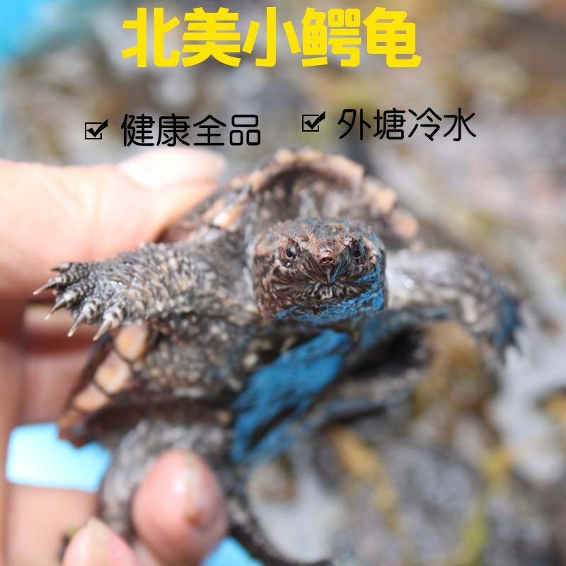 乌龟小鳄苗活体宠物龟北美小鳄龟观赏龟黄壳杂佛鳄龟纯佛水龟包邮|msdalam kategori haiwan peliharaan/makanan haiwan dan bekalan, Aquarium World, penyu/penyu - dari Buy2taobao.com untuk memberikan perkhidmatan ejen Taobao profesional membeli