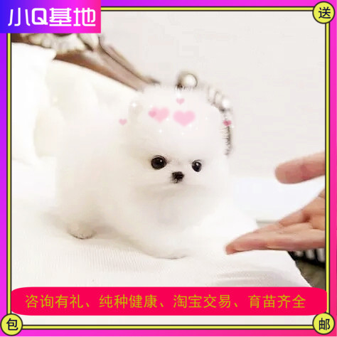Guizhou Sell Thoroughbred Shunsuke Hiromi Dolly spherical Hiromi Hiromi Puppies living thing teacup Hiromi Small dogsin the Pet/Pet food and supplies , Dogs category - from Buy2taobao.com to provide professional Taobao agent buy service