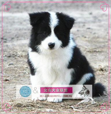 邊境牧羊犬幼犬出售/犬舍繁殖賽級邊牧七白到位活體家養寵物狗A1在類目 寵物/寵物食品及用品, 狗狗中 - 來自Buy2taobao.com提供專業的淘寶代購服務