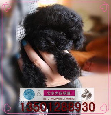 泰迪犬纯种黑色茶杯犬宠物狗家养超小体玩具迷你活体泰迪贵宾犬L1在类目 宠物/宠物食品及用品, 狗狗中 - 来自Buy2taobao.com提供专业的淘宝代购服务