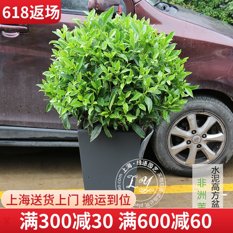 1.2米非洲茉莉花卉盆栽 大型绿植花卉阳台客厅办公室内绿化大植物在类目 鲜花速递/花卉仿真/绿植园艺, 花卉/绿植盆栽(新), 大型绿植/成品组合盆栽中 - 来自Buy2taobao.com提供专业的淘宝代购服务