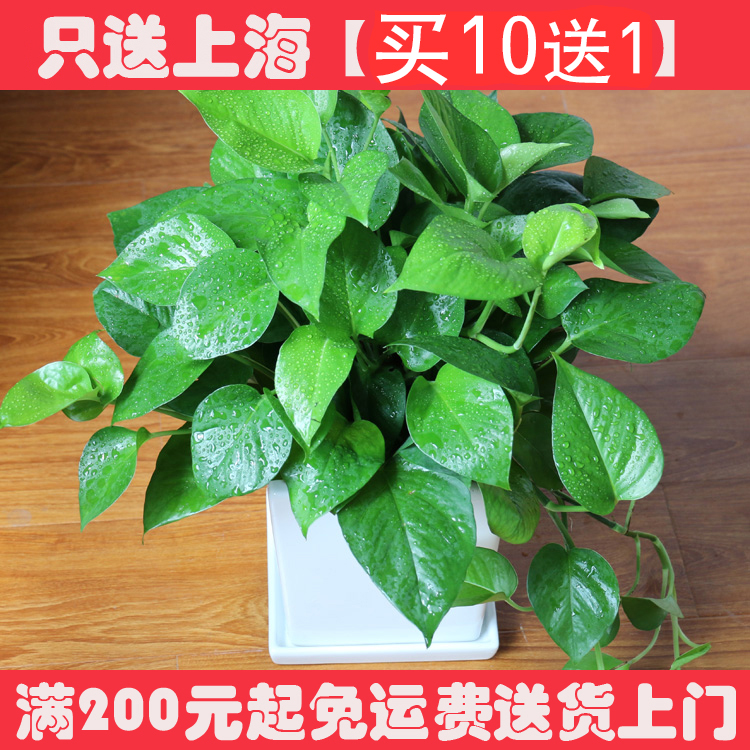 绿萝盆栽室内植物花卉 绿箩吊兰净化空气吸除甲醛 办公室小型绿植在类目 鲜花速递/花卉仿真/绿植园艺, 花卉/绿植盆栽(新), 绿植中 - 来自Buy2taobao.com提供专业的淘宝代购服务