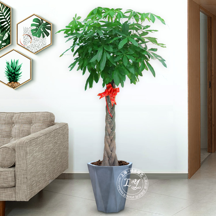辫子发财树盆栽 开业乔迁办公室植物 客厅室内大型绿植上海花卉在类目 鲜花速递/花卉仿真/绿植园艺, 花卉/绿植盆栽(新), 大型绿植/成品组合盆栽中 - 来自Buy2taobao.com提供专业的淘宝代购服务