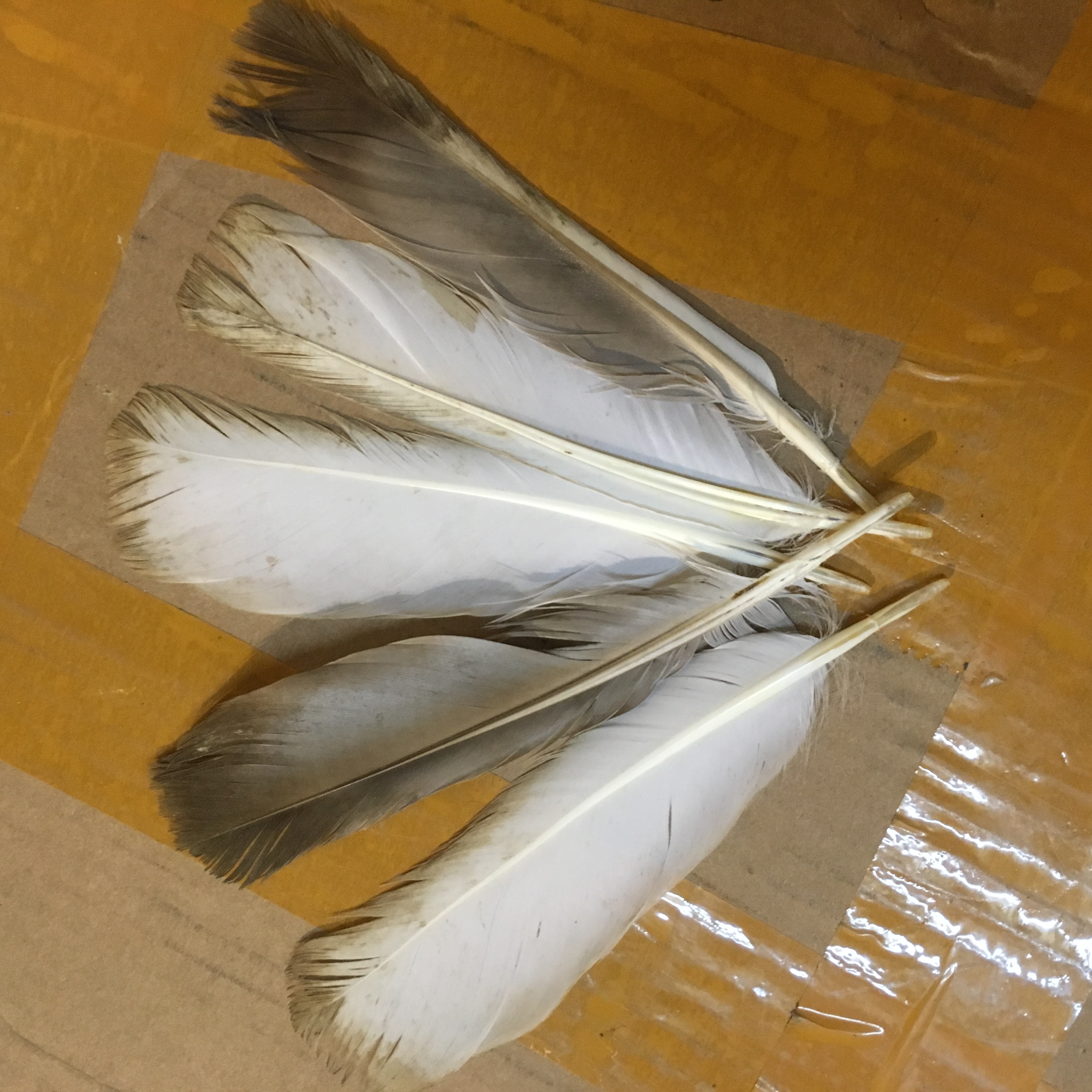 擺件1元拍鴿子老鴿子鴿羽毛在類目 家居飾品, 擺件中 - 來自Buy2taobao.com提供專業的淘寶代購服務