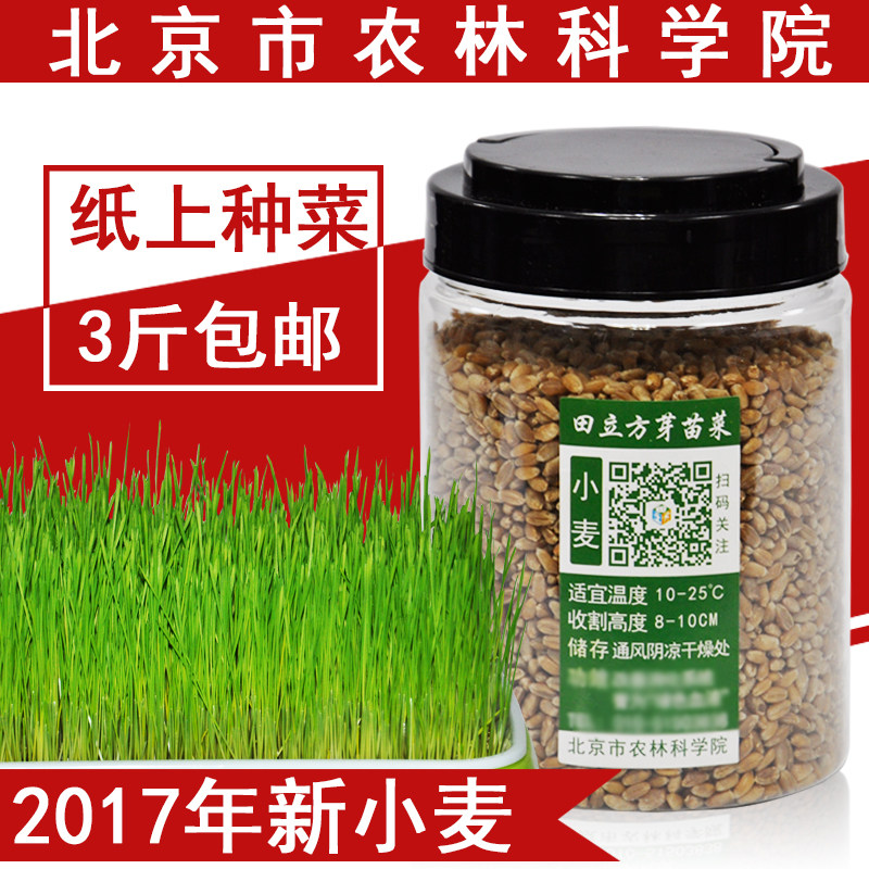 2017年小麦草种子 榨汁有机麦苗 纸上种菜 大麦 黑麦 小麦苗包邮