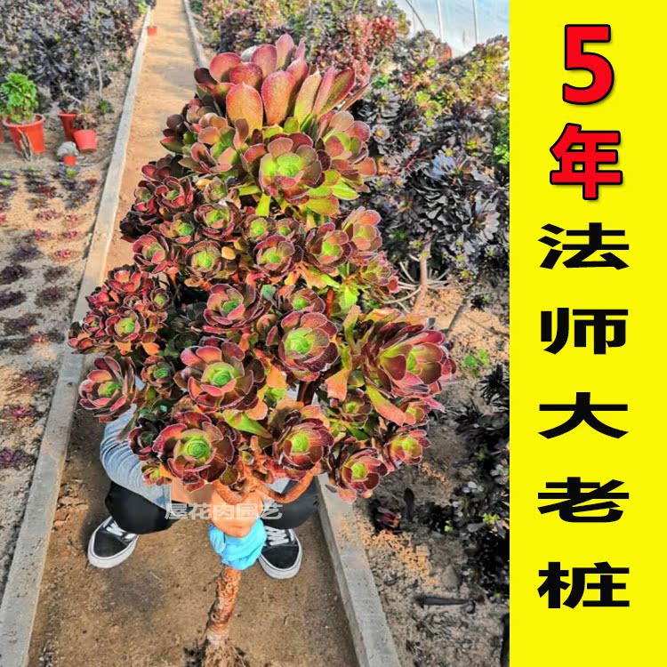 法师大老桩 玫瑰韶羞 红铜壶 巫毒 艳姿绿羊绒5年以上多肉植物|ruв категории доставка цветов/цветок моделирования/растения садоводства, цветок/растения в горшках (новый), Суккуленты - от Buy2taobao.com для оказания профессиональной услуги покупки агента Taobao
