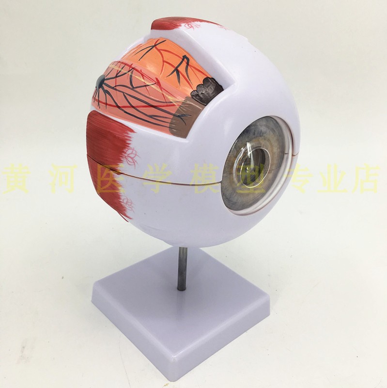 专业版医学人体眼球解剖模型眼睛解剖结构 五官眼科结构 眼睛模型在类目 玩具/童车/益智/积木/模型, 静态模型, 其他模型玩具中 - 来自Buy2taobao.com提供专业的淘宝代购服务