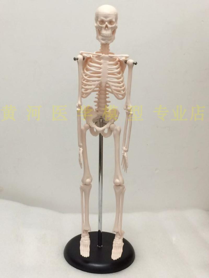 人骨架标本模型人体骨骼模型45CM 关节可活动教学有支架骷髅骨架|ruв категории игрушка/коляска/головоломка/блоки/модель, статическая модель, другие модели игрушки - от Buy2taobao.com для оказания профессиональной услуги покупки агента Taobao