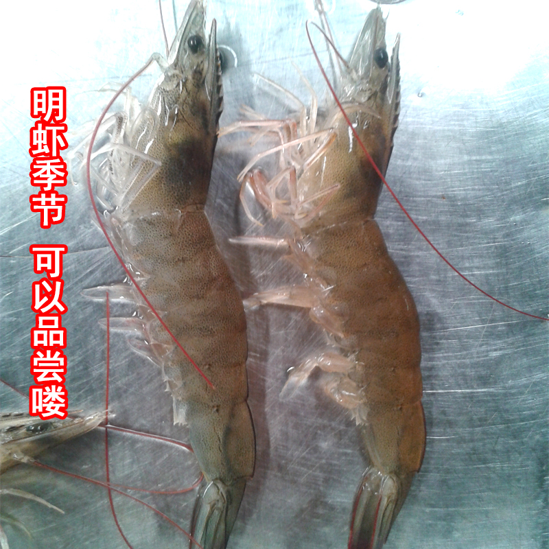 渤海湾烟台莱州湾新鲜鲜活虾大海虾大对虾鲜活明虾鲜活超大新鲜活在类目 水产肉类/新鲜蔬果/熟食, 海鲜/水产品/制品, 虾类, 活虾中 - 来自Buy2taobao.com提供专业的淘宝代购服务
