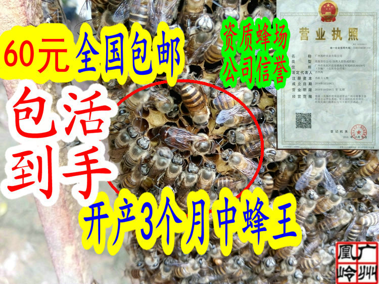 中蜂王活体包邮中蜂种王老王杂交王优质高产王开产产卵王双色阿坝在类目 传统滋补营养品, 蜂产品, 养蜂工具中 - 来自Buy2taobao.com提供专业的淘宝代购服务