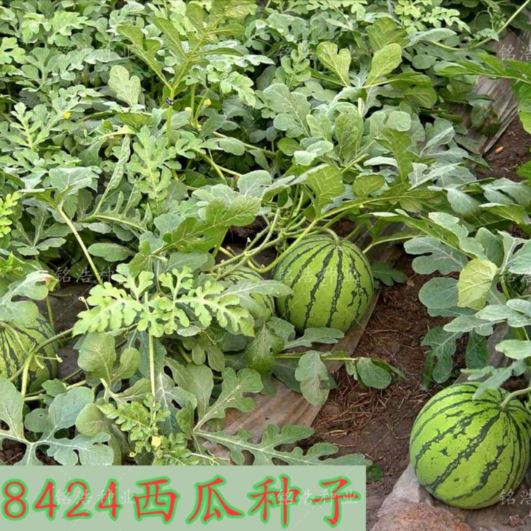 麒麟瓜种籽糖度高 耐寒耐热产量高 甜度高 礼品西瓜8424西瓜种子在类目 农用物资, 种子/种苗, 水果种子/种苗中 - 来自Buy2taobao.com提供专业的淘宝代购服务