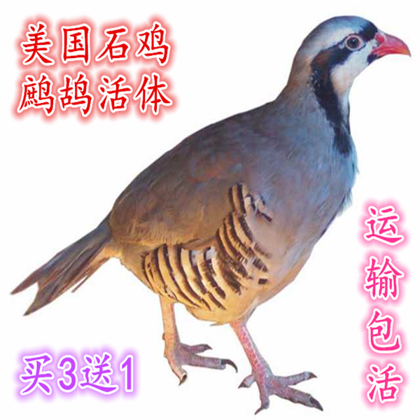 Partridge living thing Dragon Partridge Quack White King living thing dove living thing a pairin the Pet/Pet food and supplies , Birds and supplies , Bird category - from Buy2taobao.com to provide professional Taobao agent buy service
