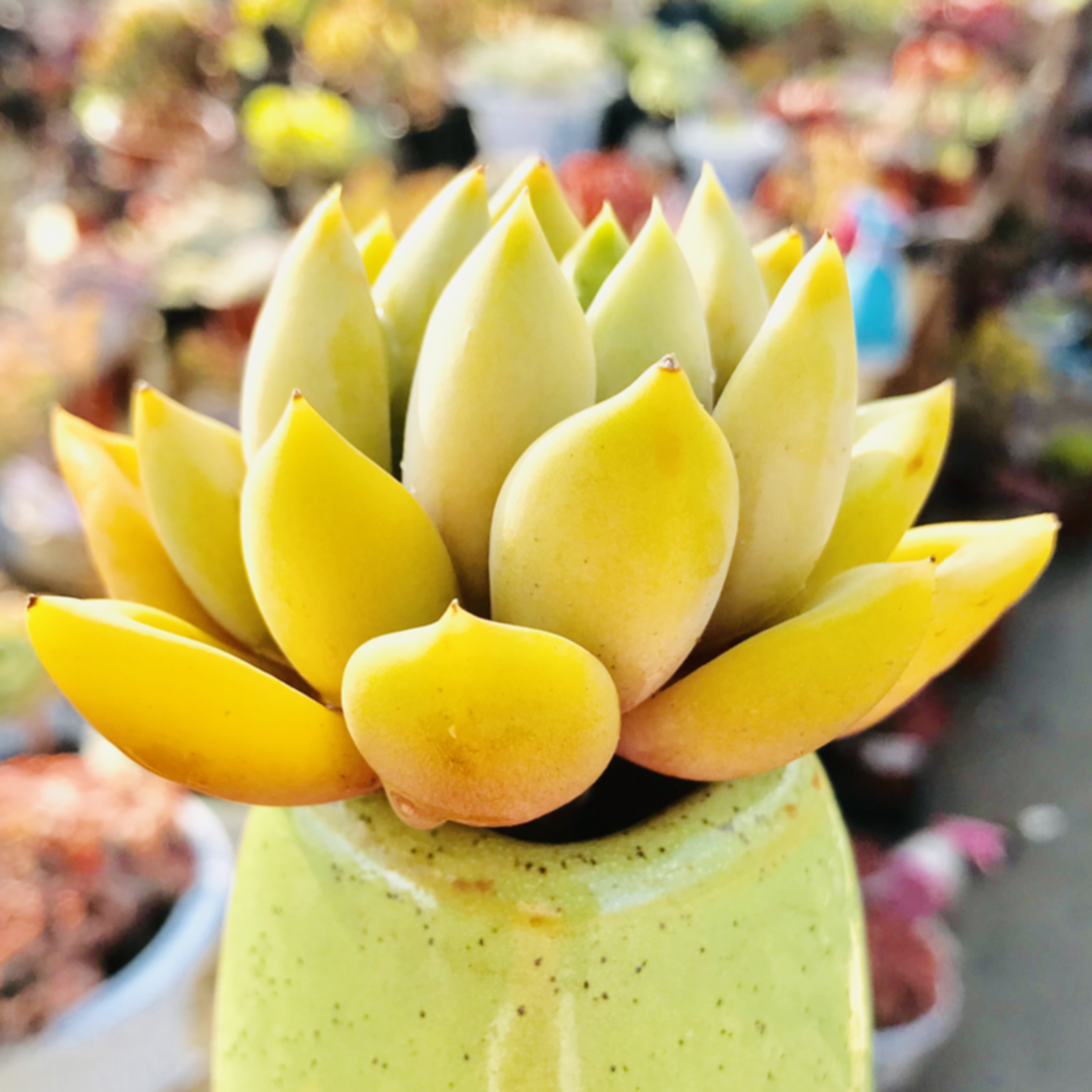 19号一物一拍【洛溪直播间】云南昆明基地多肉植物68包邮在类目 鲜花速递/花卉仿真/绿植园艺, 花卉/绿植盆栽(新), 多肉植物中 - 来自Buy2taobao.com提供专业的淘宝代购服务