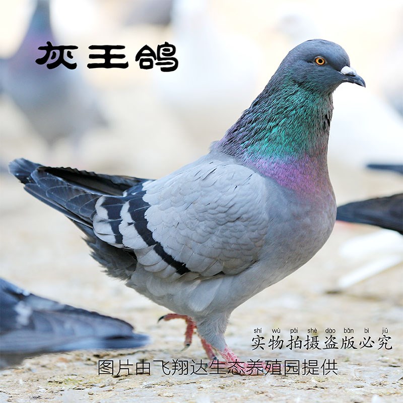 Ornamental pigeons Pigeon Breeding pigeon Dove live a pair Pigeon Pigeon seedling pigeon Pigeon eggs Wifein the Pet/Pet food and supplies , Birds and supplies , Bird category - from Buy2taobao.com to provide professional Taobao agent buy service