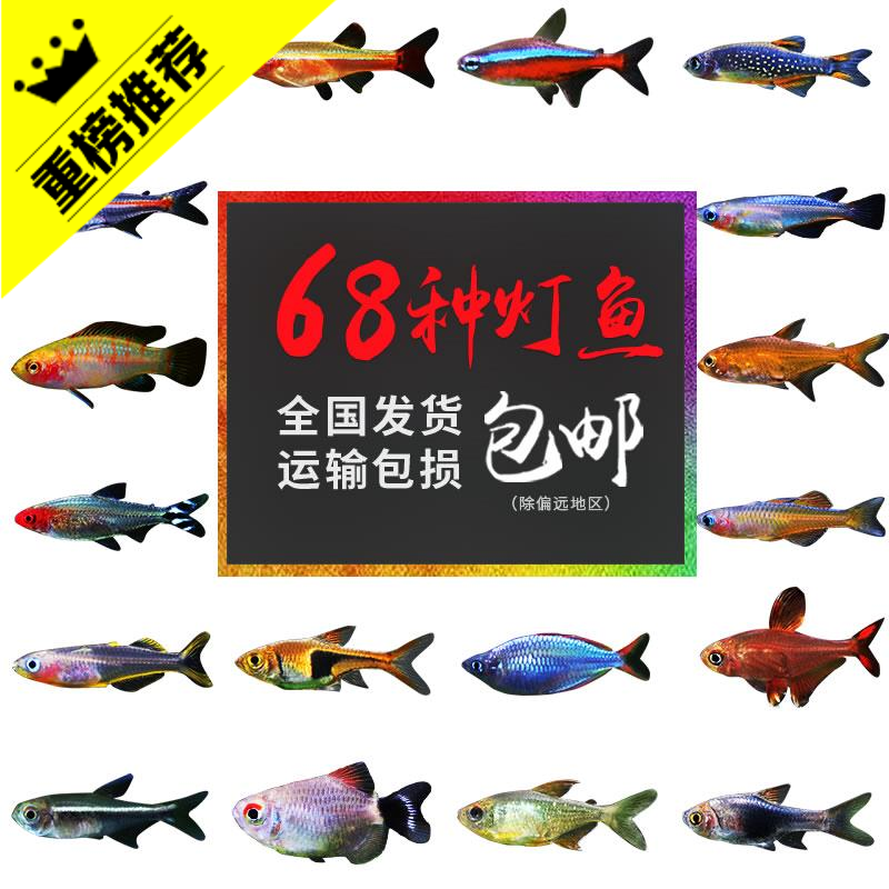 活体热带观赏鱼神仙宝莲灯斑马淡水金鱼苗清道夫孔雀小型红绿灯科在类目 宠物/宠物食品及用品, 水族世界, 鱼中 - 来自Buy2taobao.com提供专业的淘宝代购服务