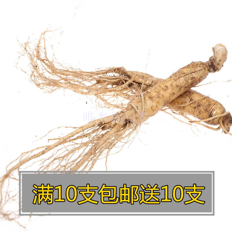 Ginseng tree Ginseng seedlings Fresh ginseng Changbai The new soil Fresh ginseng Paojiu Soup ginseng seed 10 branchin the Traditional nourishing food , Ginseng tonic , Ginseng/Garden ginseng category - from Buy2taobao.com to provide professional Taobao agent buy service