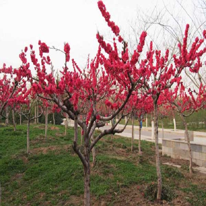 培育新品种桃花 紫叶梅花 紫叶桃花 紫叶梅花树苗 叶子可比红枫|ruв категории доставка цветов/цветок моделирования/растения садоводства, садовое растение/даосское дерево/фруктовых деревьев, даосское дерево/дерево - от Buy2taobao.com для оказания профессиональной услуги покупки агента Taobao