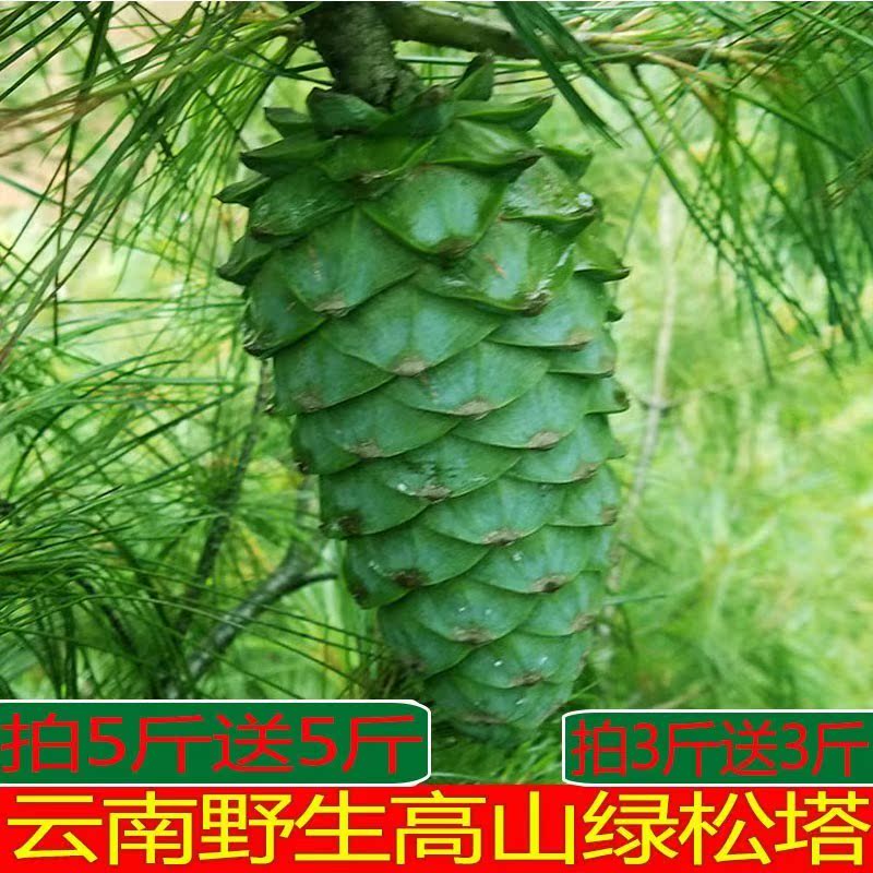 没吃过的野生新鲜大粒绿松塔松包华山生果魔王松树籽生的500g松子|msdalam kategori makanan ringan/Nuts/Specialty, Hickory/Nuts/pemanggangan, kacang pain - dari Buy2taobao.com untuk memberikan perkhidmatan ejen Taobao profesional membeli