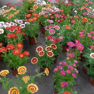 观花种子 混色花环菊种子 三色菊花种 阳台庭院盆栽种植花种在类目 鲜花速递/花卉仿真/绿植园艺, 花卉/蔬果/草坪种子(新), 家庭园艺种子中 - 来自Buy2taobao.com提供专业的淘宝代购服务